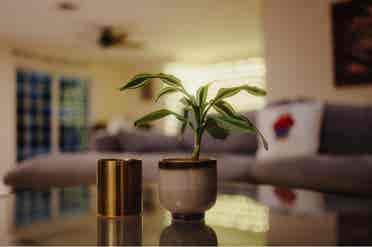 Pet friendly tropical oasis