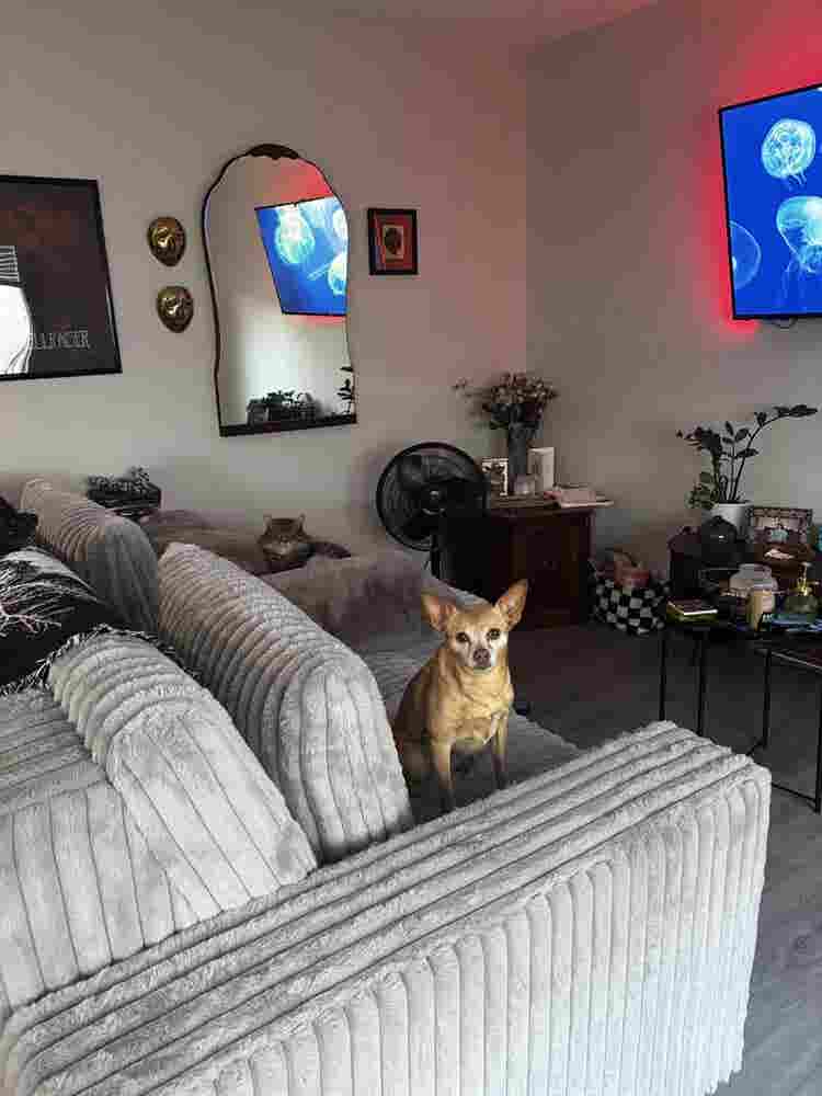 Couple looking for a roommate