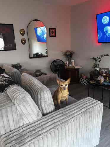Couple looking for a roommate
