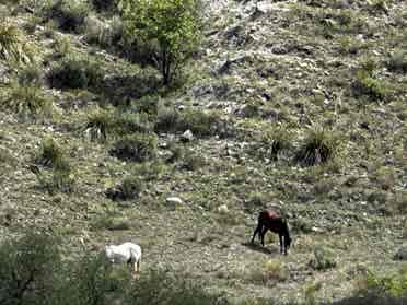 Near Sedona +Cottonwood (Cornville)