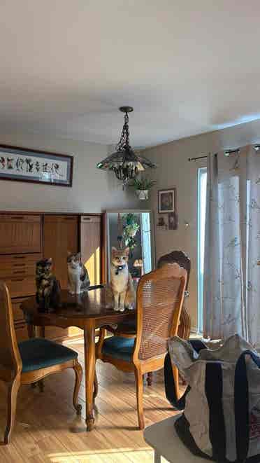 Room for rent near UCI