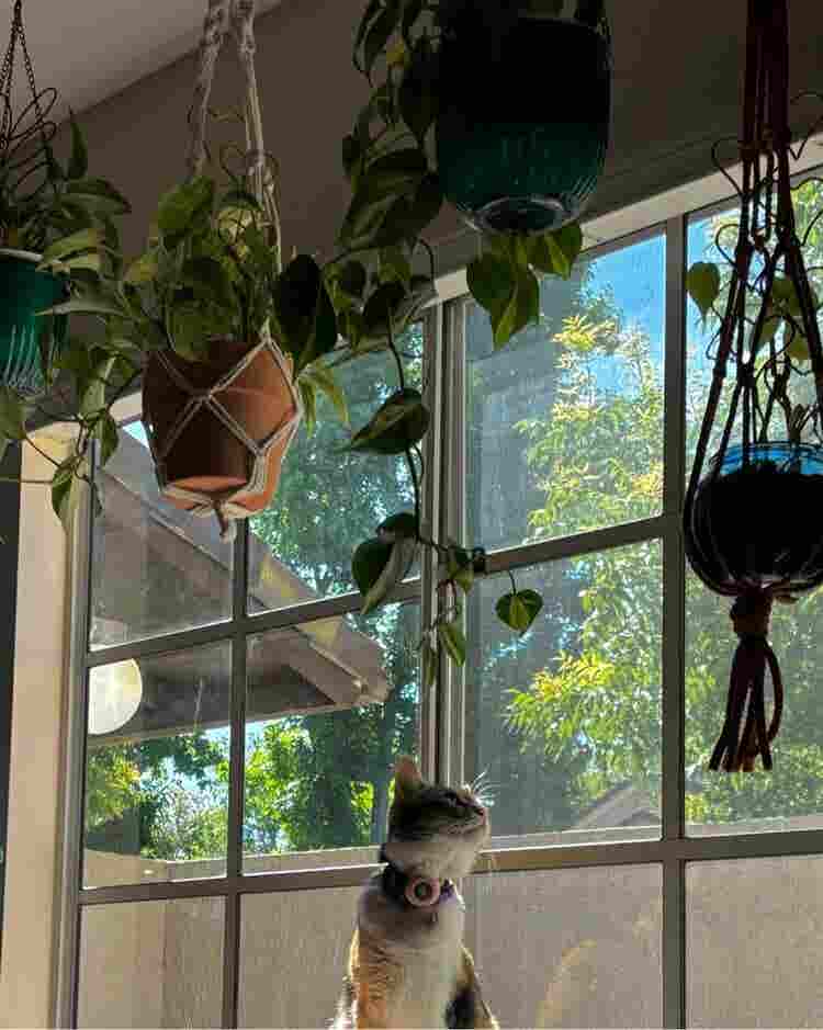Room for rent near UCI