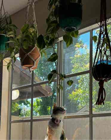 Room for rent near UCI