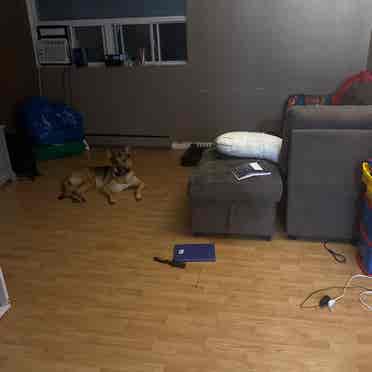 Urgently needing a roommate