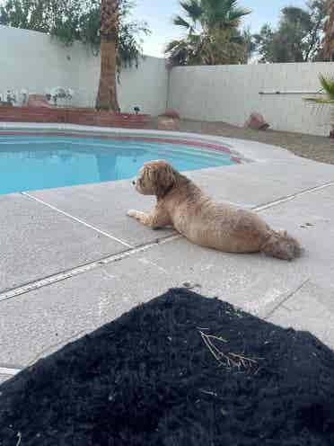 Renting a room ~ 4 bd house w pool