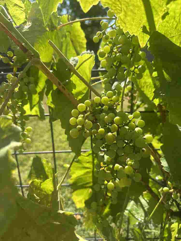 Home with backyard orchard