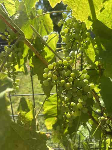Home with backyard orchard