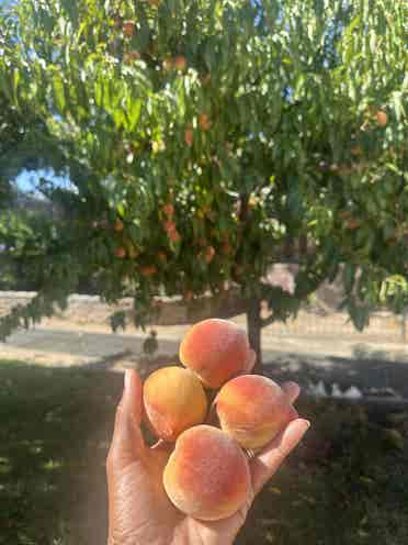 Home with backyard orchard