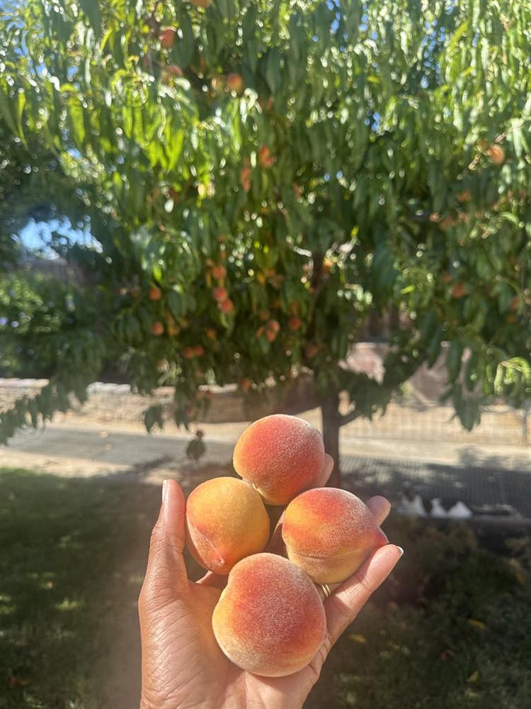 Home with backyard orchard