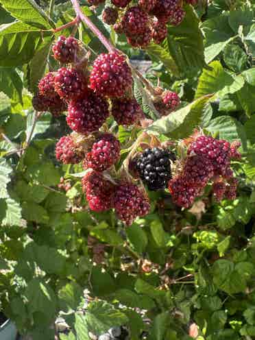 Home with backyard orchard