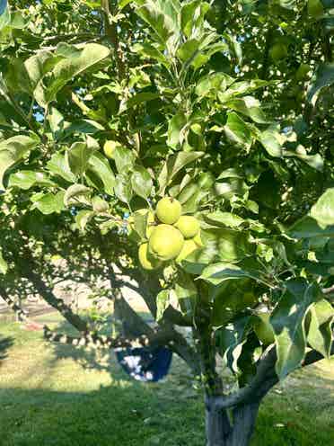 Home with backyard orchard