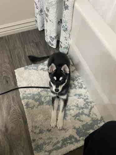 Clearfield Roommate Wanted