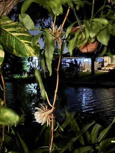 Tropical hideaway