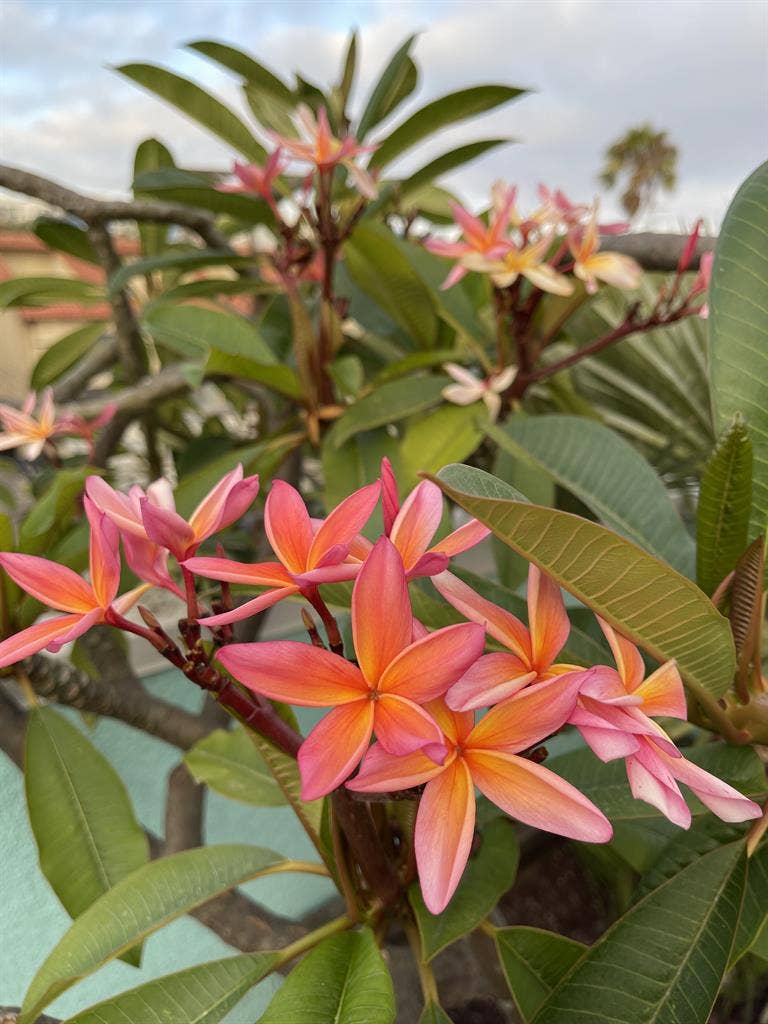 Large Bedroom on Venice Beach