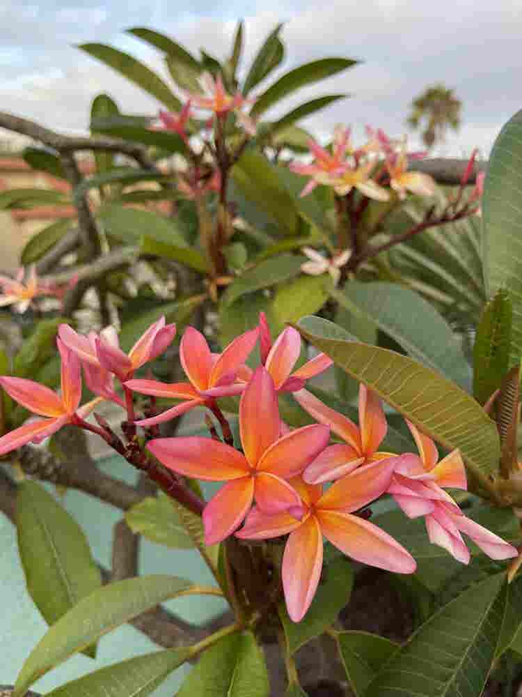Large Bedroom on Venice Beach