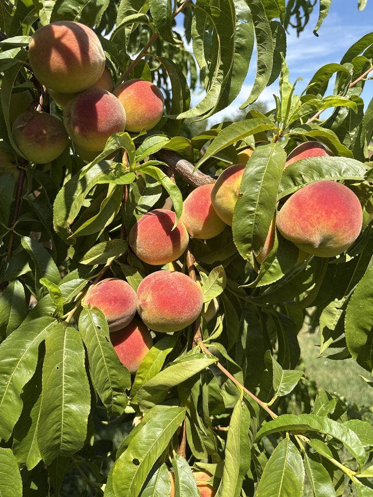 Kennewick private room shared bath