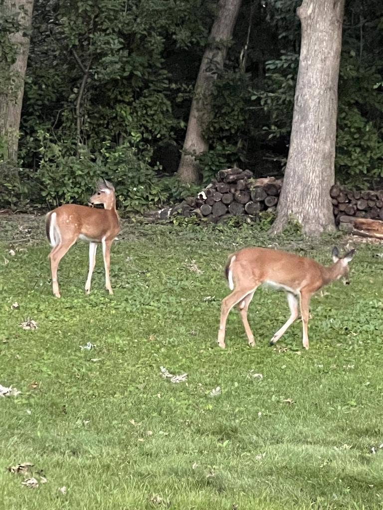 Furnished room in upscale home