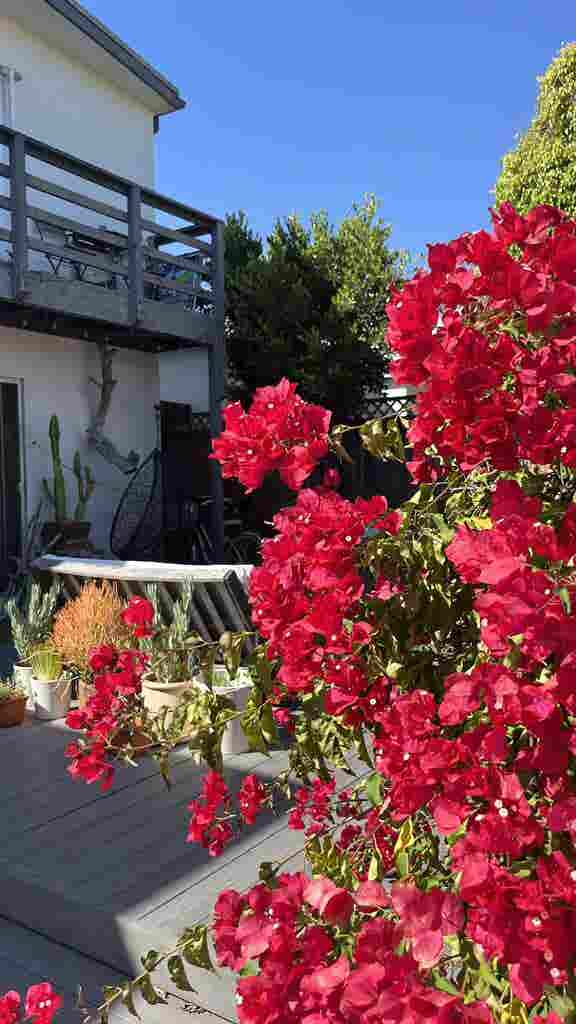 VENICE ROOMMATE WANTED 🌴🌊🌺