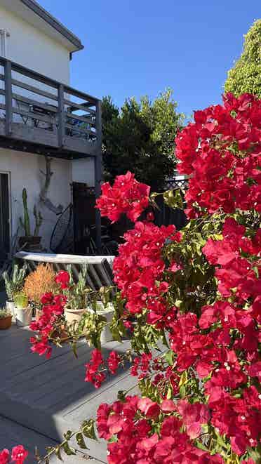 VENICE ROOMMATE WANTED 🌴🌊🌺