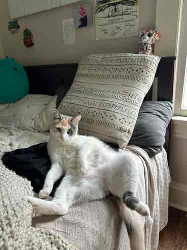Looking for female roommate(s)!!