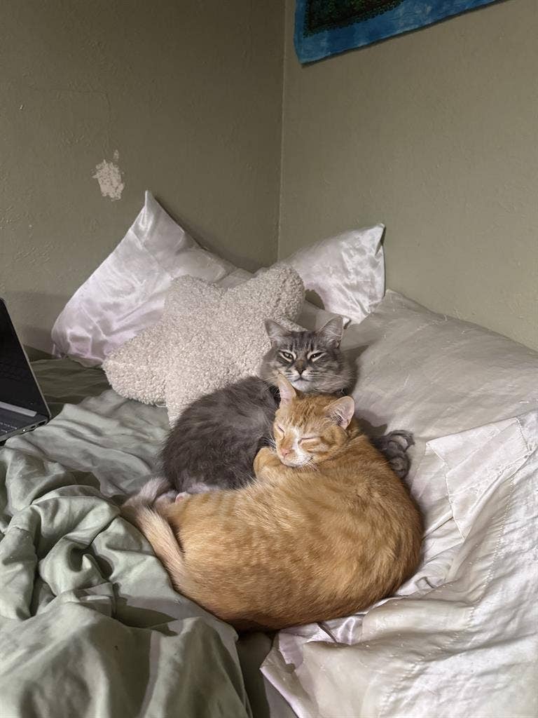 Looking for a pet friendly rental