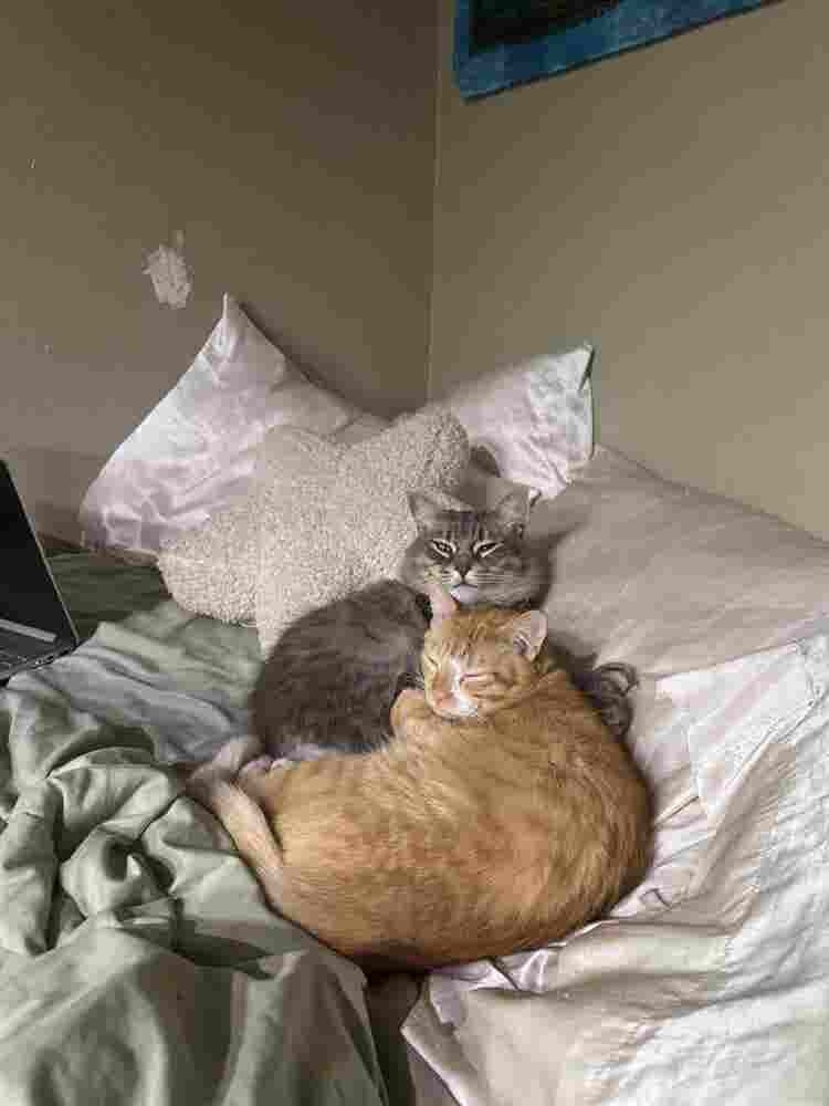 Looking for a pet friendly rental 