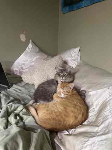 Looking for a pet friendly rental 
