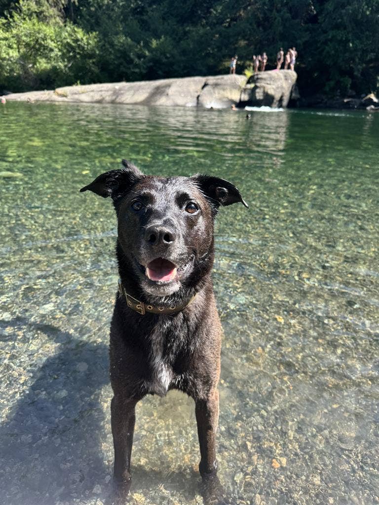 Looking for a pet friendly rental