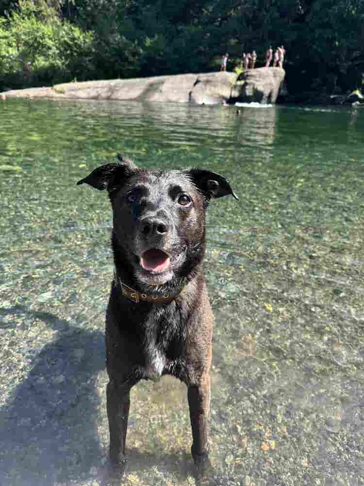 Looking for a pet friendly rental 