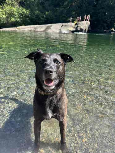 Looking for a pet friendly rental 