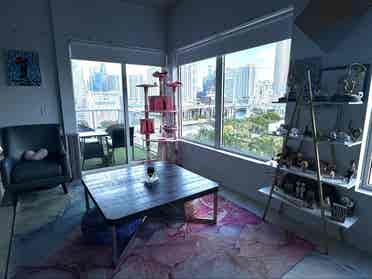 Idealic Highrise with fluffy roomie