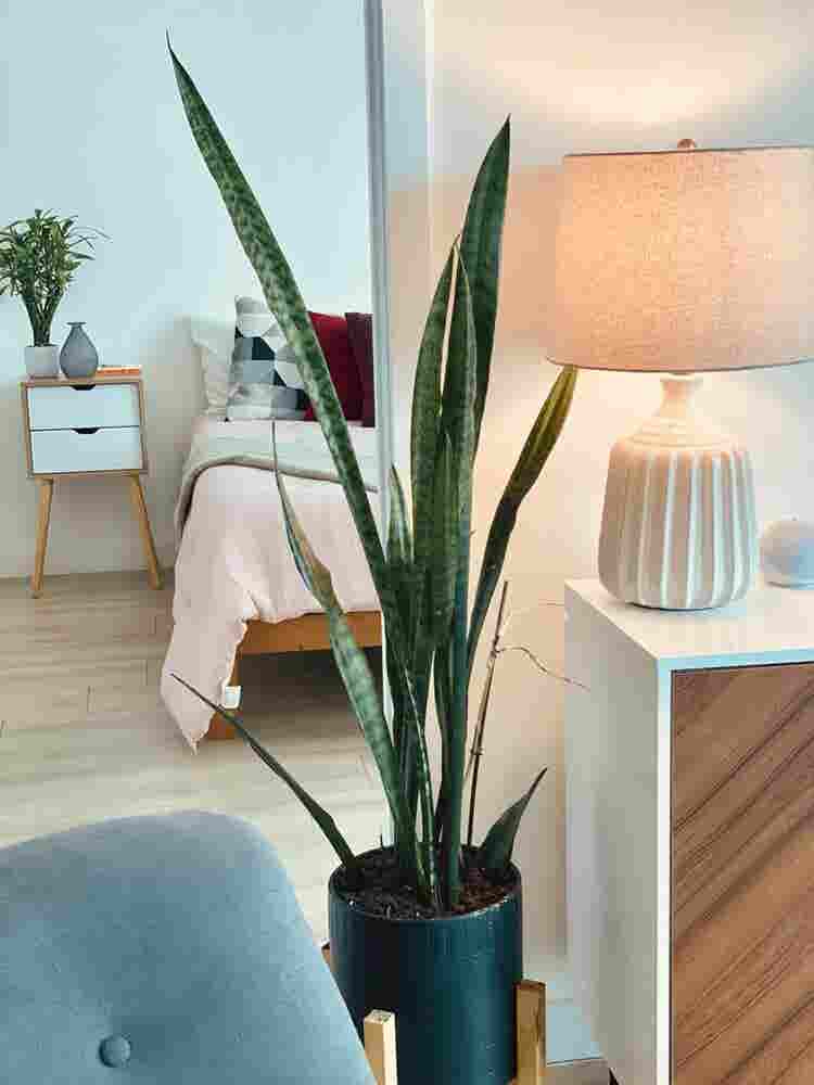 Double spacious room for rent