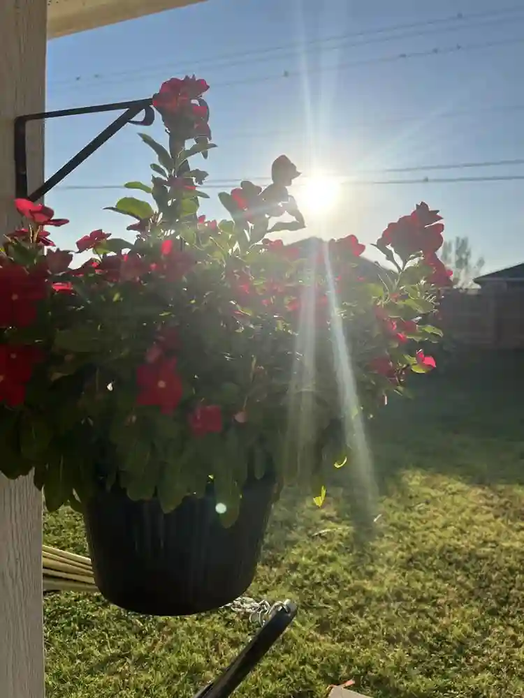 “Cozy room for rent in Hutto"