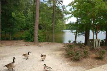 4 BR in Raleigh