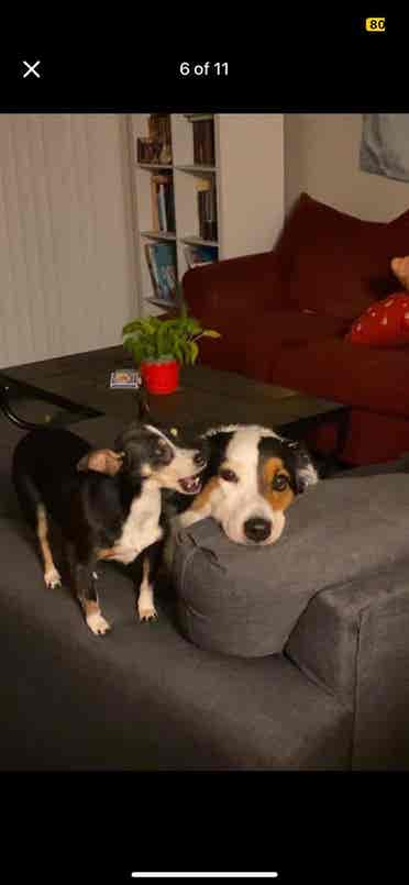 Two Roommates Needed