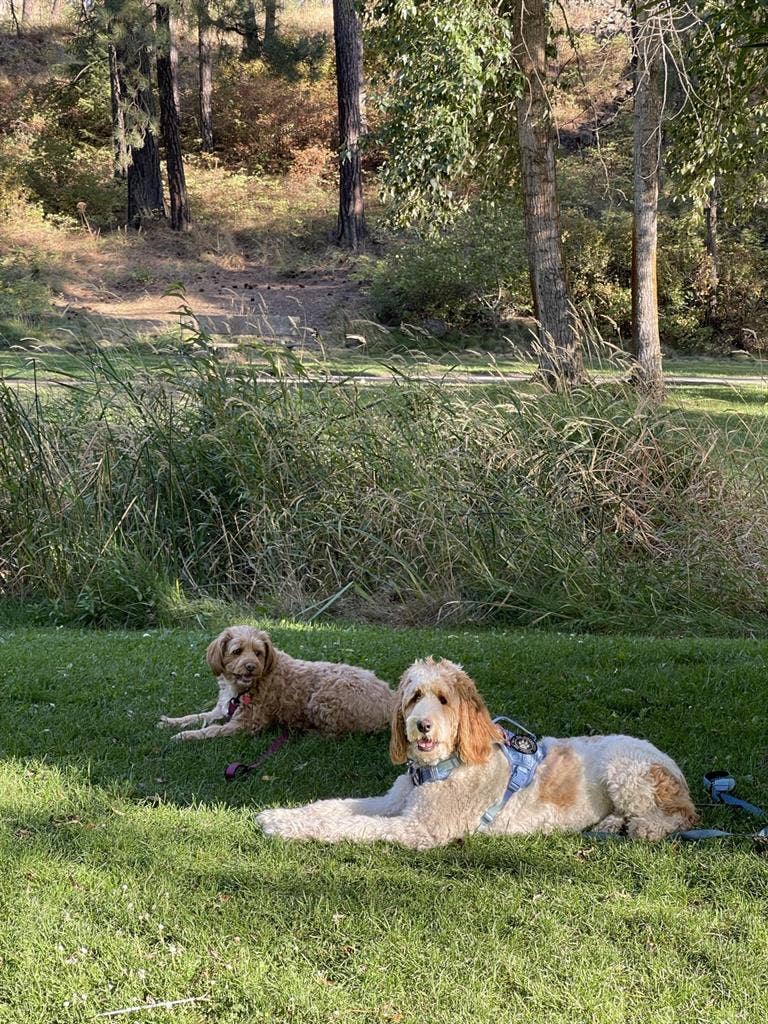 Looking for roommate to share 3bdrm