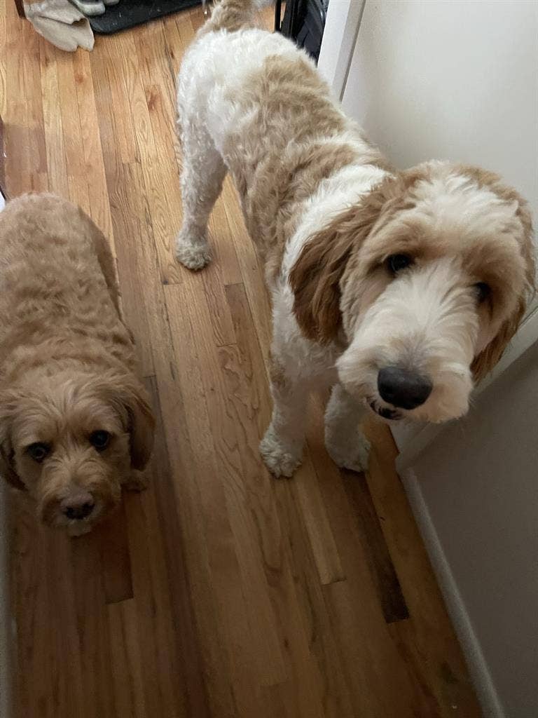 Looking for roommate to share 3bdrm