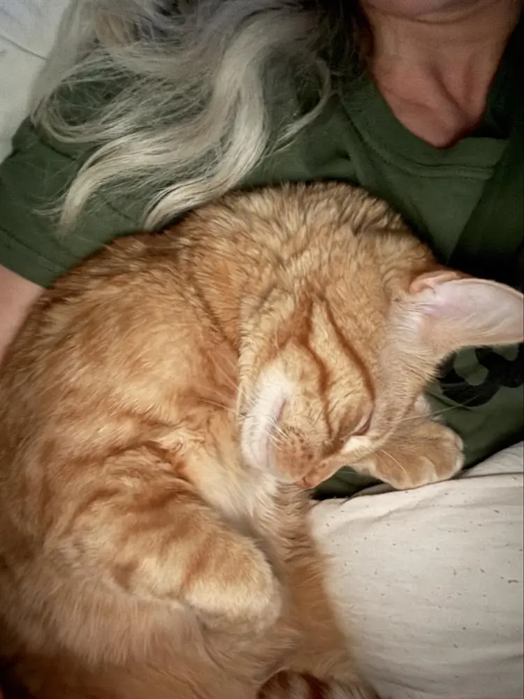 RENTING ROOM IN SAFE HOME