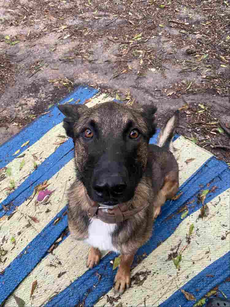 Roommate Needed, Must like dogs.