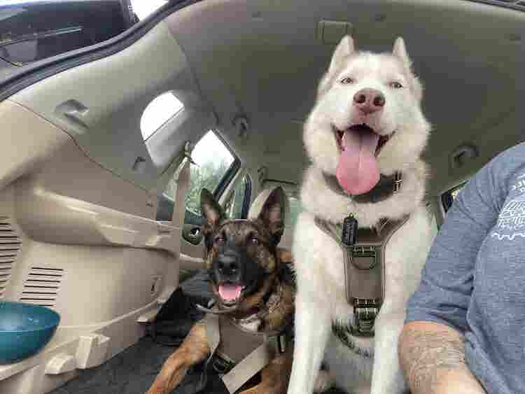 Roommate Needed, Must like dogs.