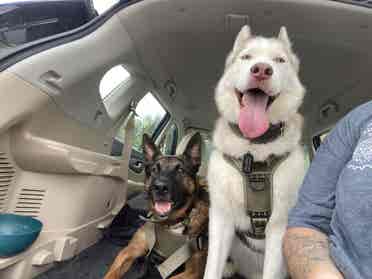Roommate Needed, Must like dogs.
