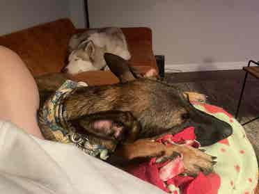 Roommate Needed, Must like dogs.