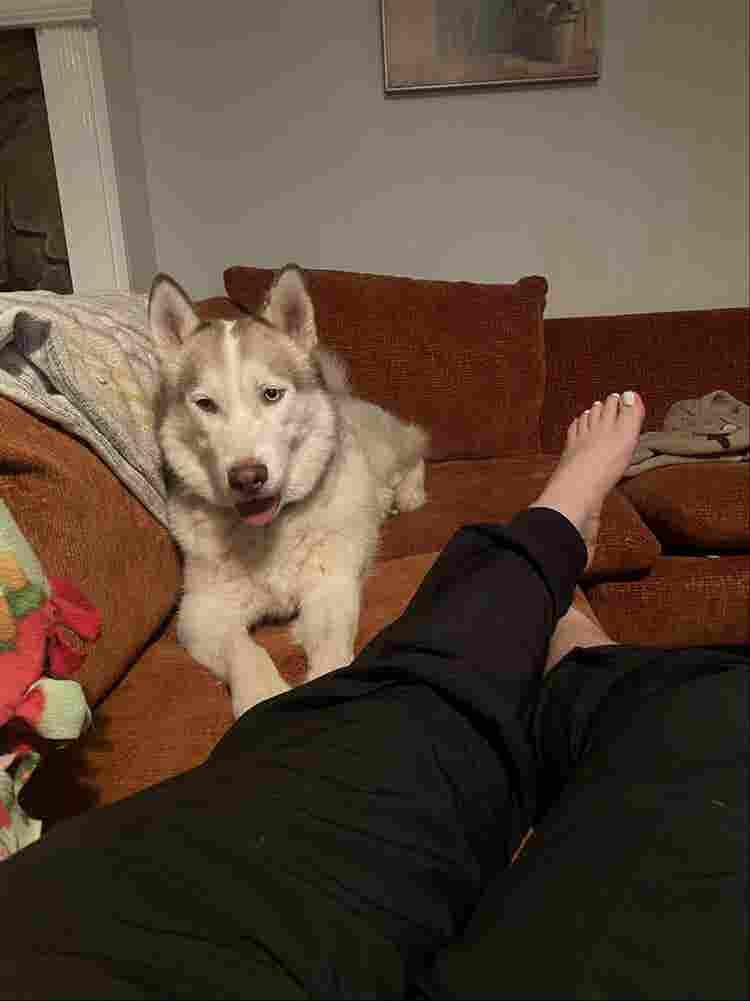 Roommate Needed, Must like dogs.