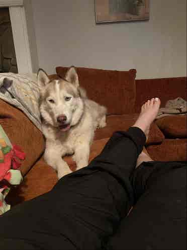 Roommate Needed, Must like dogs.