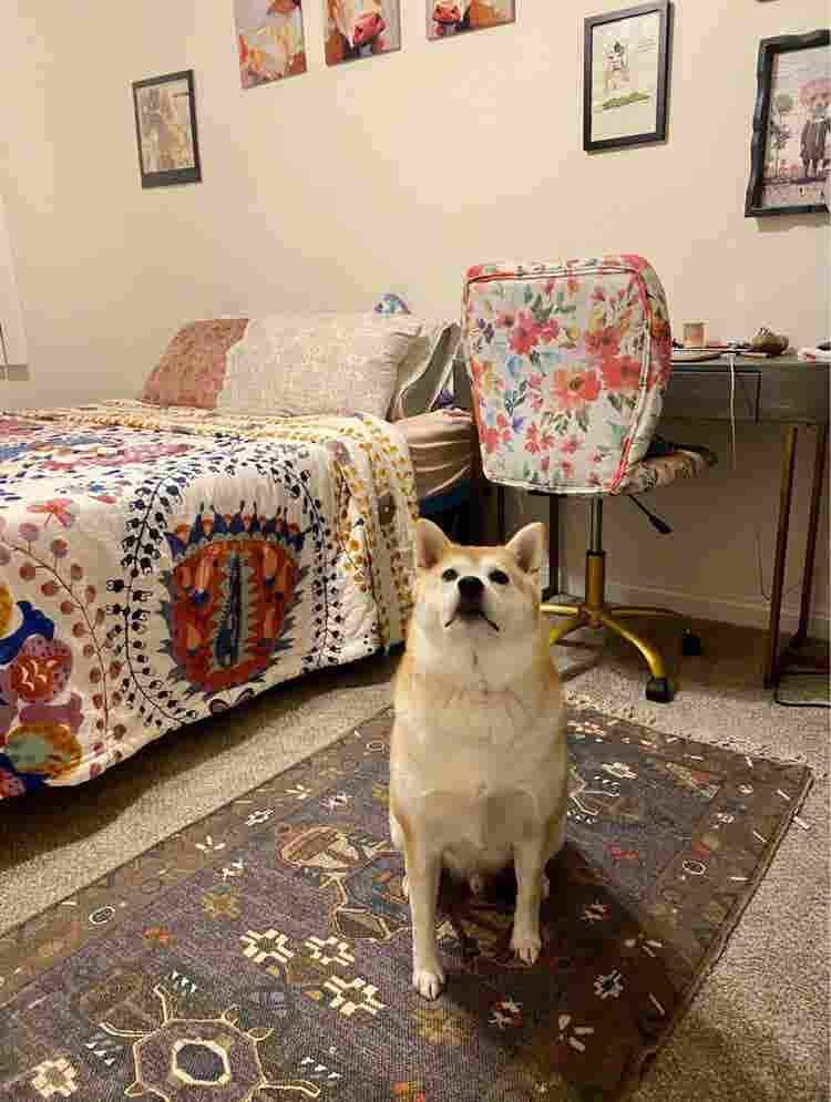Looking for roommatees