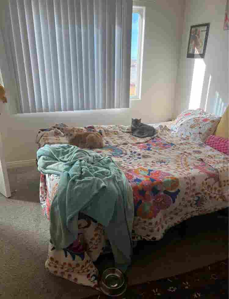 Looking for roommatees