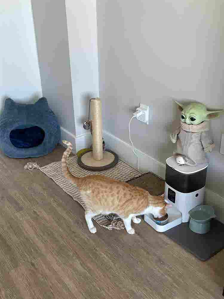 Female Roommate Wanted – High Vibes