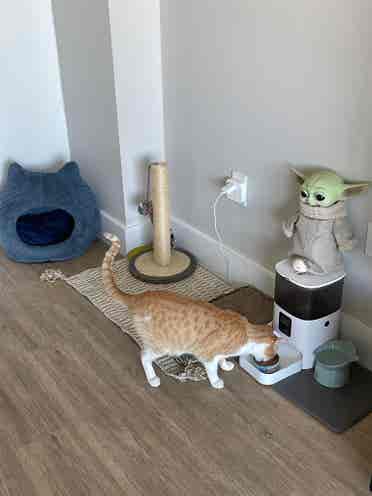 Female Roommate Wanted – High Vibes