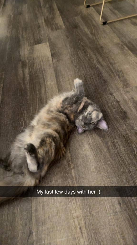 ROOMMATE WANTED