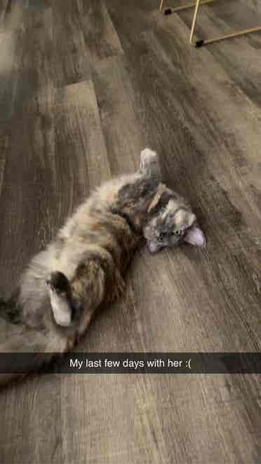 ROOMMATE WANTED